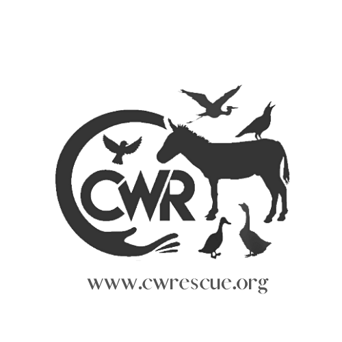 Carolina Waterfowl Rescue and Sanctuary