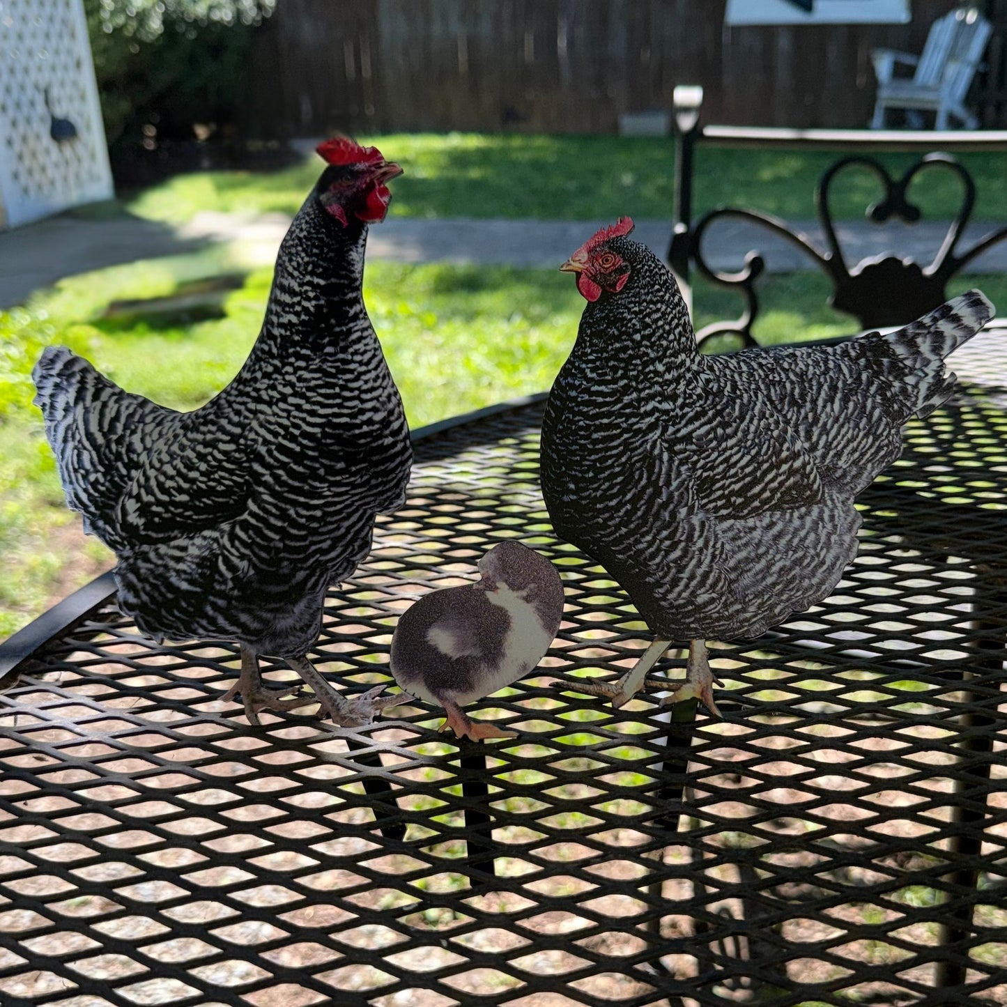 Chickens with Chick Garden Stakes