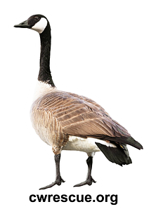 Canada goose temporary tattoo