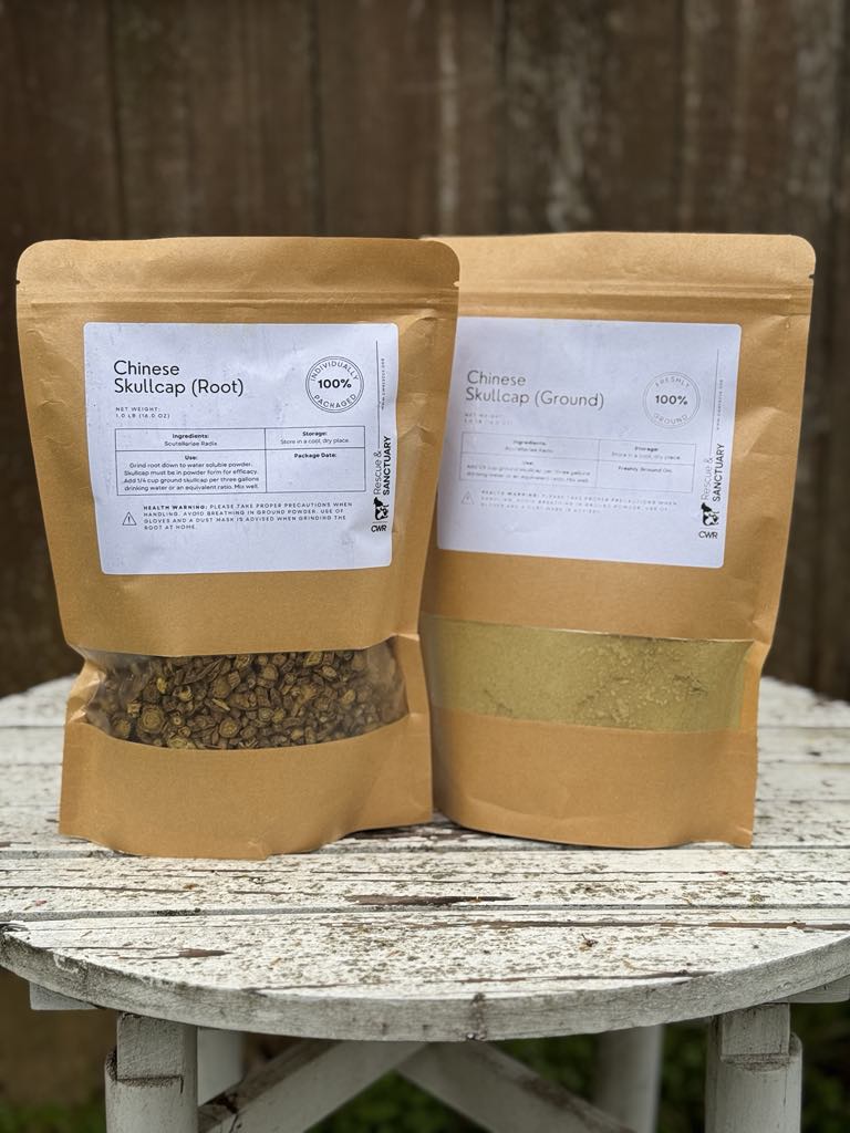Chinese Skullcap for At-Home Flocks (Made to Order)