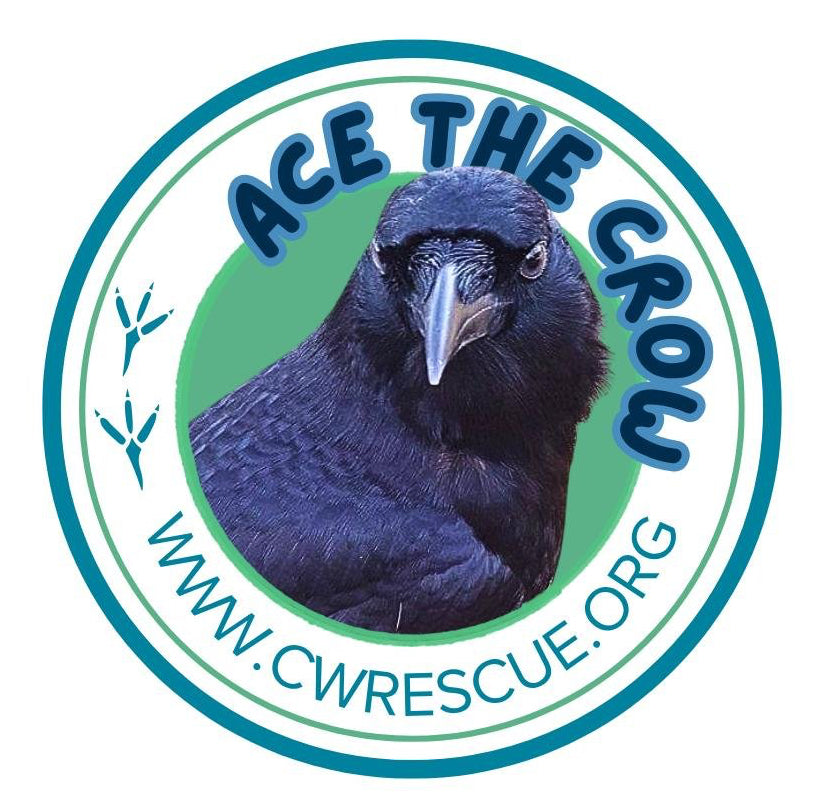 Ace the Crow round sticker