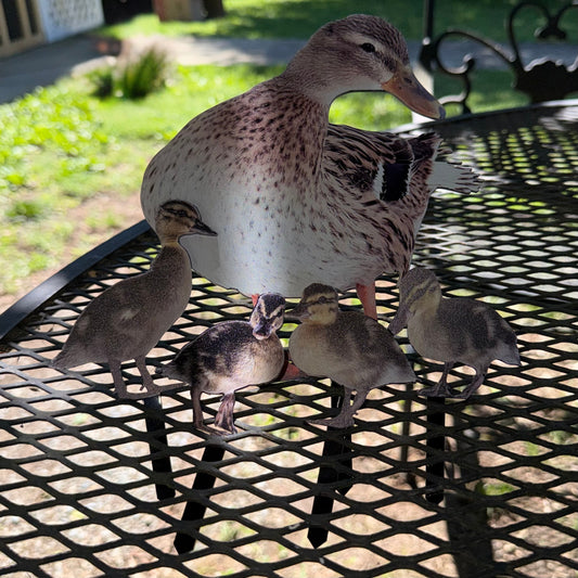 Mallard Duck with Duckings Garden Stakes (Female)
