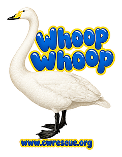 Whoop Whoop swan temporary tattoo