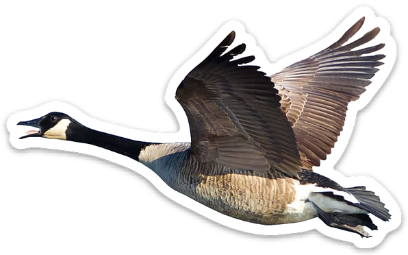 Flying Canada goose sticker