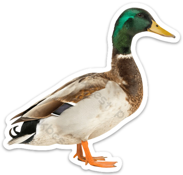 Mallard duck sticker