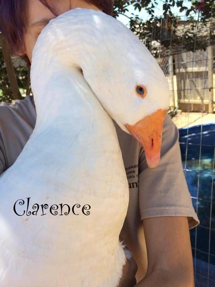 Virtually Adopt a Goose
