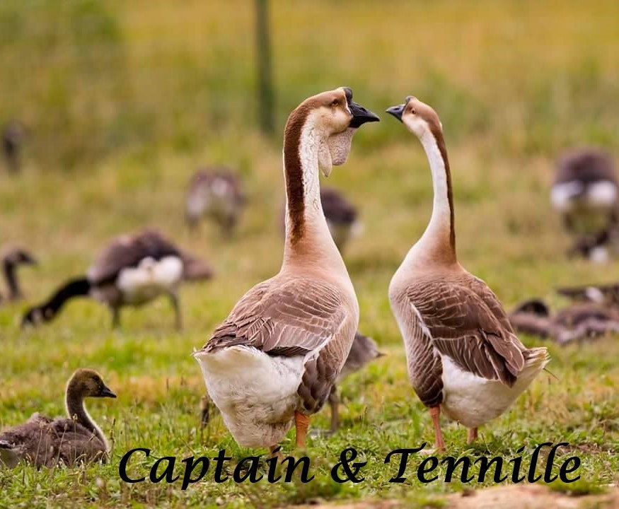 Virtually Adopt a Goose