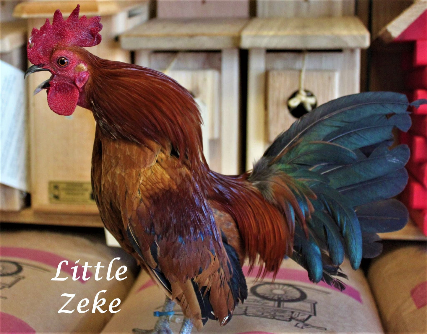 Virtually Adopt a Chicken
