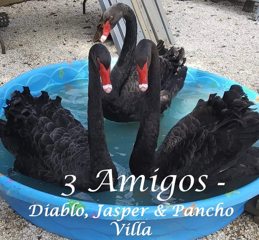 Virtually Adopt a Swan