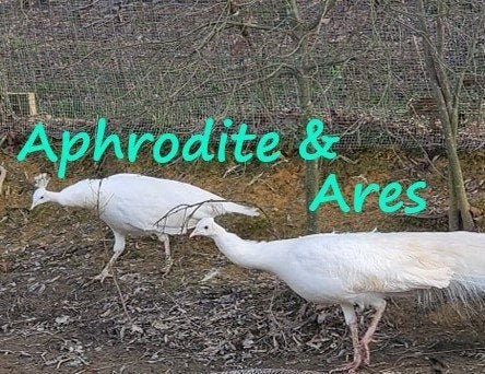 Virtually Adopt a Peafowl