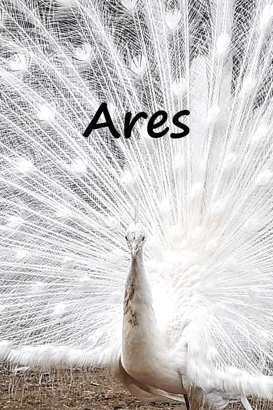 Virtually Adopt a Peafowl