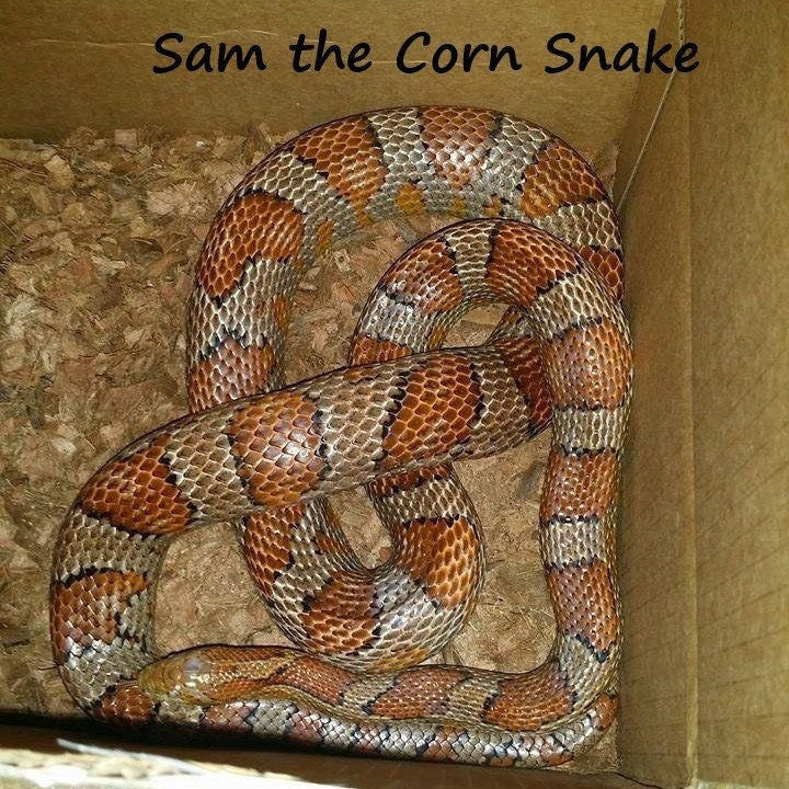 Virtually Adopt a Snake