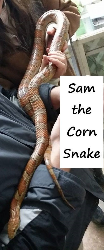 Virtually Adopt a Snake