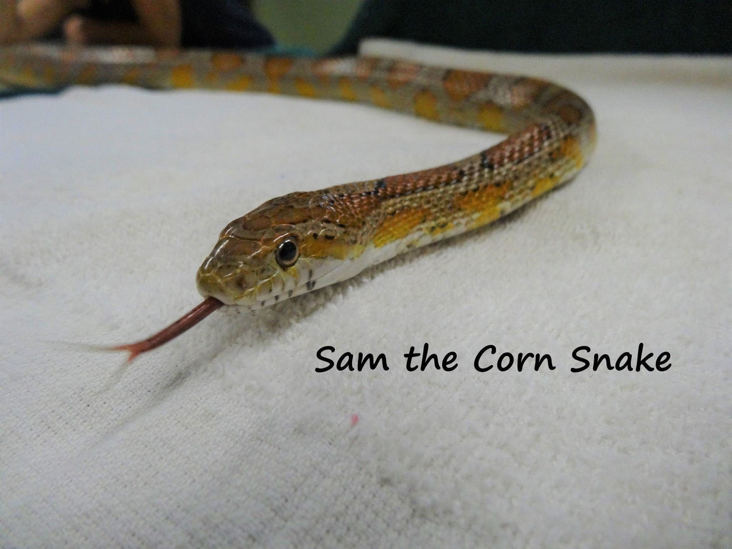 Virtually Adopt a Snake