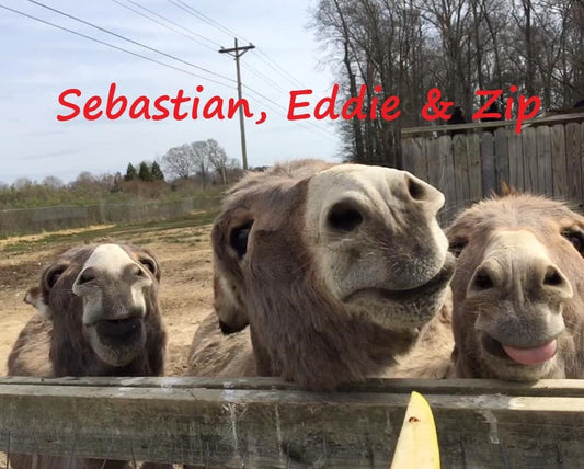 Virtually Adopt a Donkey