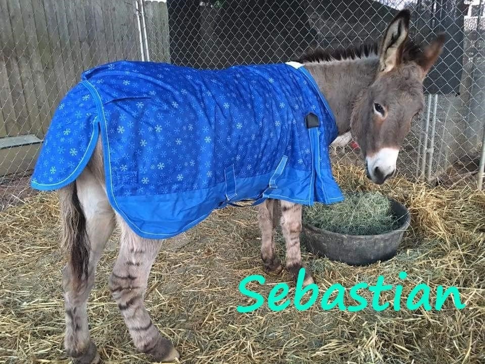 Virtually Adopt a Donkey