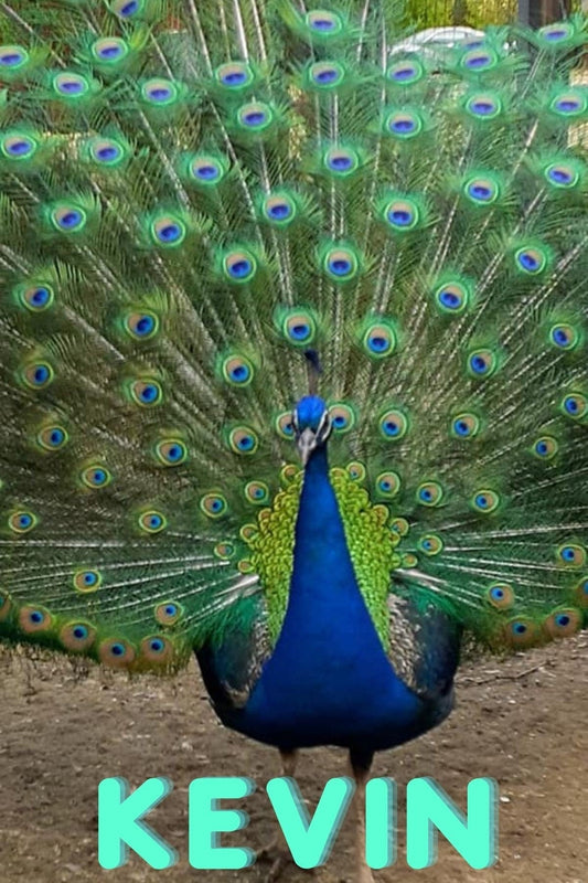 Virtually Adopt a Peafowl