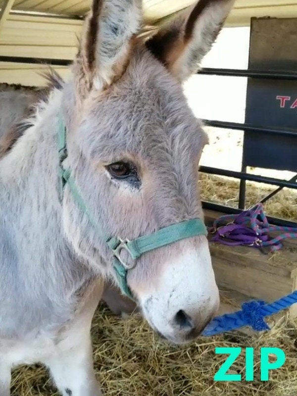 Virtually Adopt a Donkey